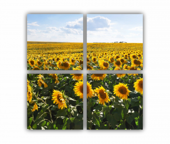 Set 4 Tablouri Multicanvas Camp de floarea soarelui 4 0074 80X80 cm