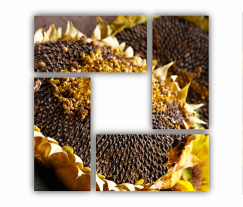 Set 4 Tablouri Multicanvas Camp de floarea soarelui 5 0075 120X120 cm 