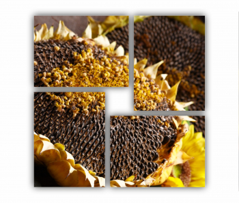 Set 4 Tablouri Multicanvas Camp de floarea soarelui 5 0075 70X70 cm 