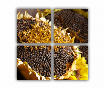 Set 4 Tablouri Multicanvas Camp de floarea soarelui 5 0075 80X80 cm 