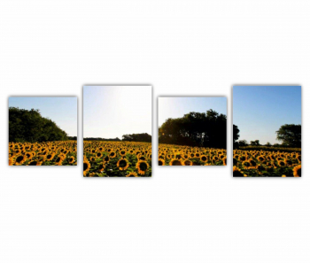 Set 4 Tablouri Multicanvas Camp de floarea soarelui 6 0076 240X80 cm 