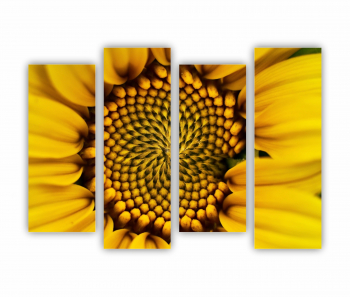Set 4 Tablouri Multicanvas Camp de floarea soarelui 7 0077 160X120 cm 