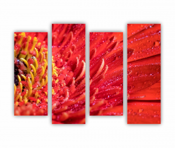 Set 4 Tablouri Multicanvas Floare de gerbera 0005 160X120 cm 