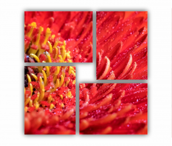 Set 4 Tablouri Multicanvas Floare de gerbera 0005 70X70 cm 