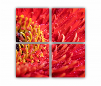 Set 4 Tablouri Multicanvas Floare de gerbera 0005 80X80 cm 