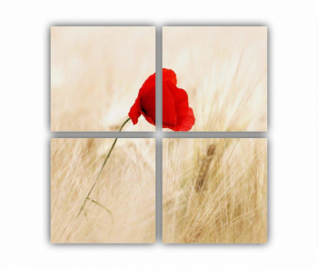 Set 4 Tablouri Multicanvas Floare rosie 0266 80X80 cm 