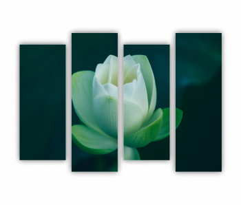 Set 4 Tablouri Multicanvas Orhidee Phalaenopsis alba 0283 160X120 cm 