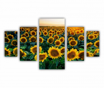 Set 5 Tablouri Multicanvas Camp de floarea soarelui 2 0072 200X120 cm 