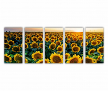 Set 5 Tablouri Multicanvas Camp de floarea soarelui 2 0072 200X80 cm 