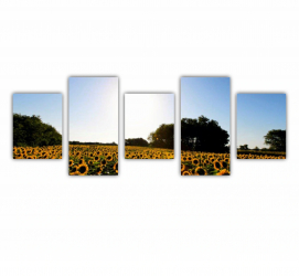Set 5 Tablouri Multicanvas Camp de floarea soarelui 6 0076 150X60 cm 