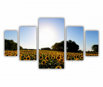 Set 5 Tablouri Multicanvas Camp de floarea soarelui 6 0076 200X120 cm 