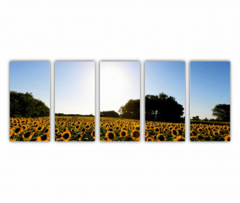 Set 5 Tablouri Multicanvas Camp de floarea soarelui 6 0076 200X80 cm 