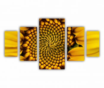 Set 5 Tablouri Multicanvas Camp de floarea soarelui 7 0077 200X120 cm 