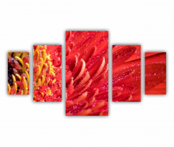 Set 5 Tablouri Multicanvas Floare de gerbera 0005 200X120 cm 