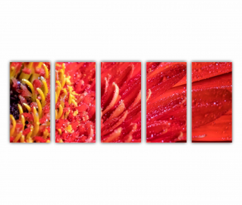 Set 5 Tablouri Multicanvas Floare de gerbera 0005 200X80 cm 