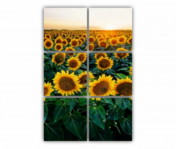 Set 6 Tablouri Multicanvas Camp de floarea soarelui 2 0072 80X120 cm 