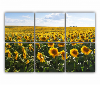 Set 6 Tablouri Multicanvas Camp de floarea soarelui 4 0074 120X80 cm 
