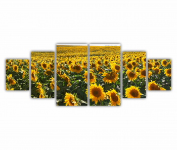 Set 6 Tablouri Multicanvas Camp de floarea soarelui 4 0074 200X80 cm 
