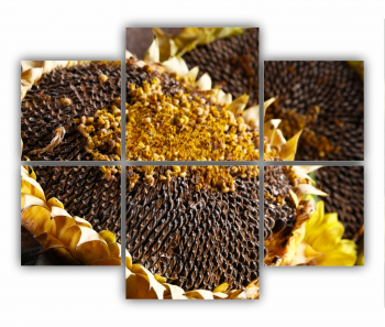 Set 6 Tablouri Multicanvas Camp de floarea soarelui 5 0075 100X80 cm 