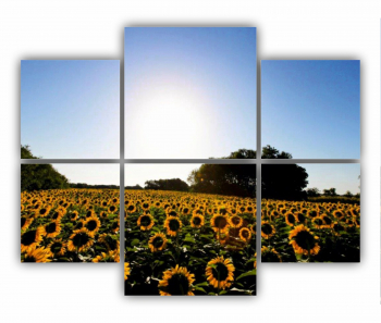 Set 6 Tablouri Multicanvas Camp de floarea soarelui 6 0076 100X80 cm 