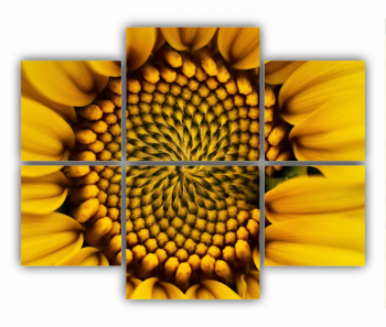 Set 6 Tablouri Multicanvas Camp de floarea soarelui 7 0077 100X80 cm 