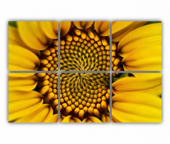 Set 6 Tablouri Multicanvas Camp de floarea soarelui 7 0077 120X80 cm