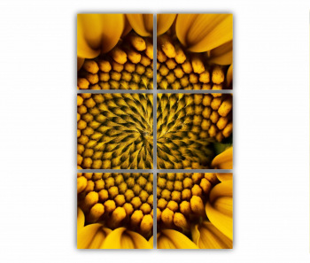 Set 6 Tablouri Multicanvas Camp de floarea soarelui 7 0077 80X120 cm 