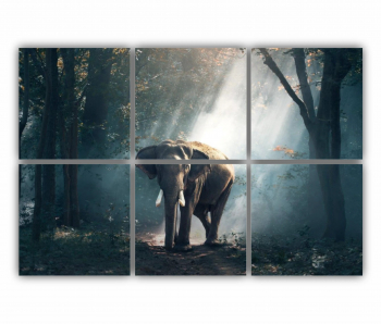 Set 6 Tablouri Multicanvas Elefant 0395 120X80 cm