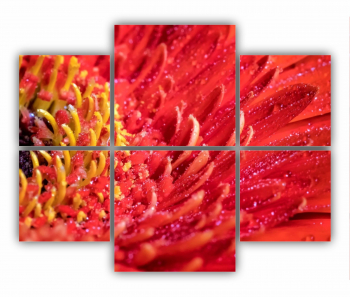 Set 6 Tablouri Multicanvas Floare de gerbera 0005 100X80 cm 