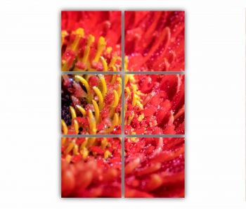 Set 6 Tablouri Multicanvas Floare de gerbera 0005 80X120 cm 