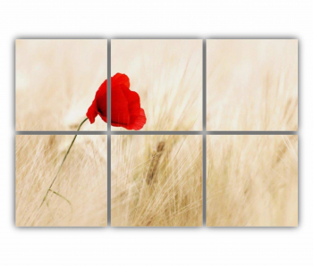 Set 6 Tablouri Multicanvas Floare rosie 0266 120X80 cm
