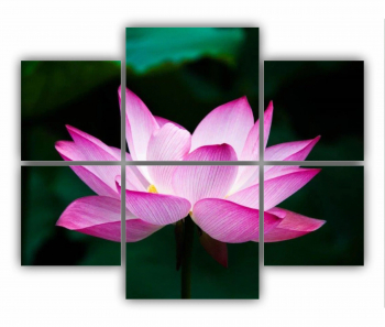 Set 6 Tablouri Multicanvas Floarea de lotus 0262 100X80 cm 