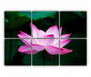 Set 6 Tablouri Multicanvas Floarea de lotus 0262 120X80 cm 