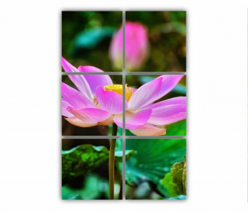 Set 6 Tablouri Multicanvas Floarea de lotus 0277 80X120 cm 