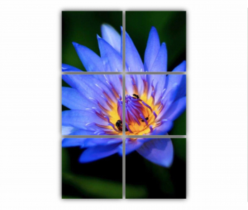 Set 6 Tablouri Multicanvas Floarea de lotus 0278 80X120 cm 