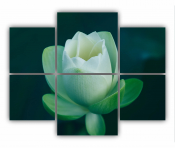 Set 6 Tablouri Multicanvas Orhidee Phalaenopsis alba 0283 100X80 cm 