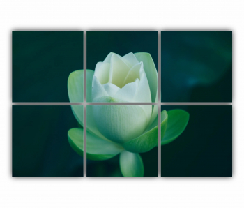 Set 6 Tablouri Multicanvas Orhidee Phalaenopsis alba 0283 120X80 cm 