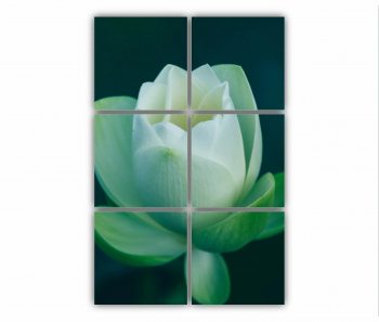 Set 6 Tablouri Multicanvas Orhidee Phalaenopsis alba 0283 80X120 cm 
