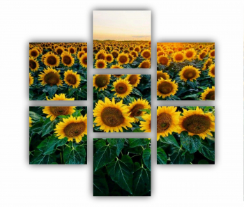 Set 7 Tablouri Multicanvas Camp de floarea soarelui 2 0072 180X180 cm 