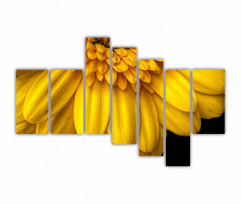 Set 7 Tablouri Multicanvas Camp de floarea soarelui 3 0073 240X160 cm 