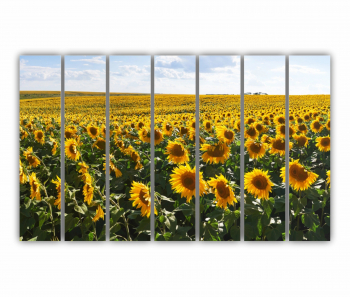 Set 7 Tablouri Multicanvas Camp de floarea soarelui 4 0074 210X120 cm 