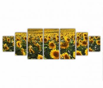 Set 7 Tablouri Multicanvas Camp de floarea soarelui 4 0074 240X80 cm 