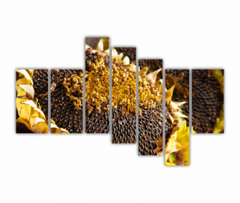 Set 7 Tablouri Multicanvas Camp de floarea soarelui 5 0075 240X160 cm 