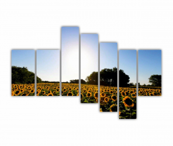Set 7 Tablouri Multicanvas Camp de floarea soarelui 6 0076 240X160 cm 