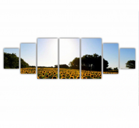 Set 7 Tablouri Multicanvas Camp de floarea soarelui 6 0076 240X80 cm 