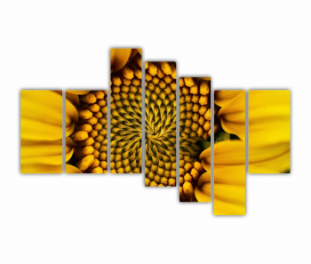 Set 7 Tablouri Multicanvas Camp de floarea soarelui 7 0077 240X160 cm 