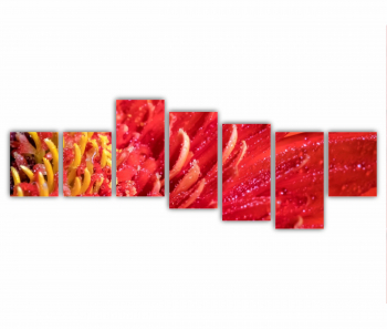 Set 7 Tablouri Multicanvas Floare de gerbera 0005 210X80 cm 