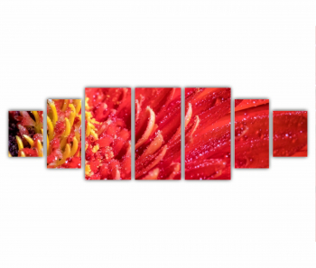 Set 7 Tablouri Multicanvas Floare de gerbera 0005 240X80 cm 