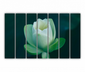 Set 7 Tablouri Multicanvas Orhidee Phalaenopsis alba 0283 210X120 cm