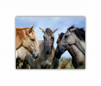 Tablou Canvas 1 piesa Cai 1 0194 80X60 cm 